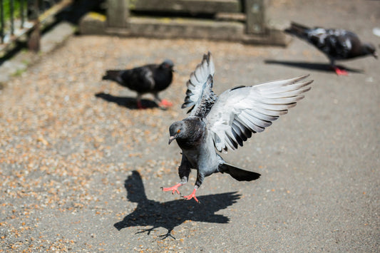 Dream Interpretation Of A Pigeon